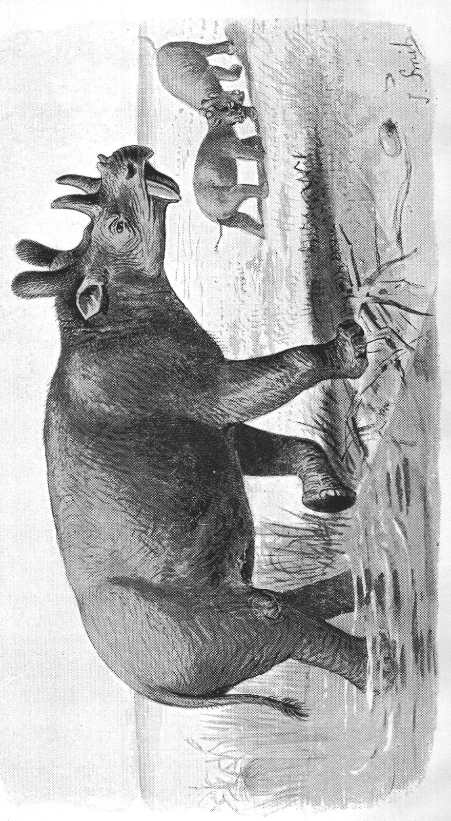 Some Early Mammals and the Story of the Horse: Dinoceras — from Extinct Monsters and Creatures of Other Days (1900)