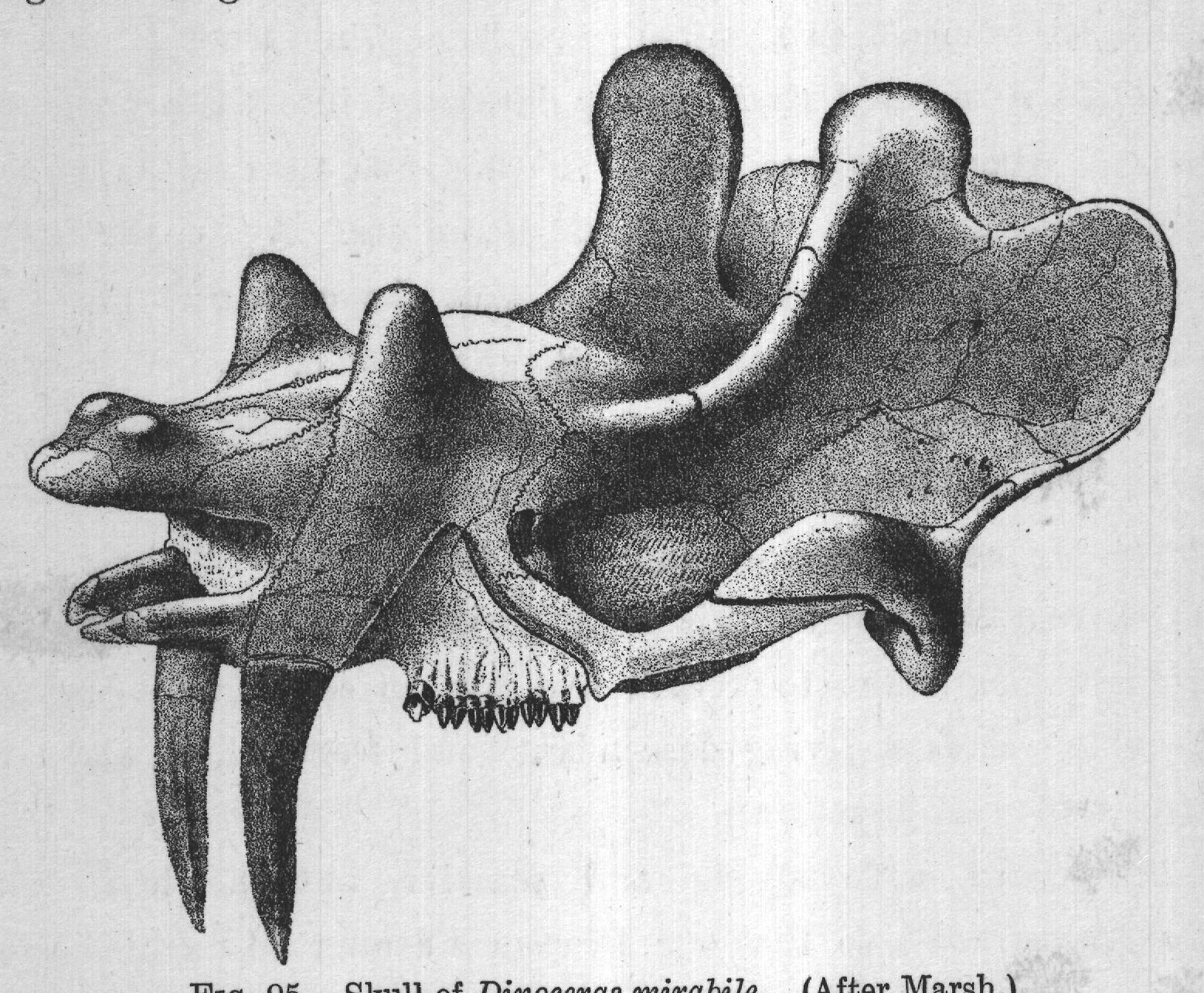 FIG. 95.- Skull of Dinoceras mirabile. (After Marsh.)