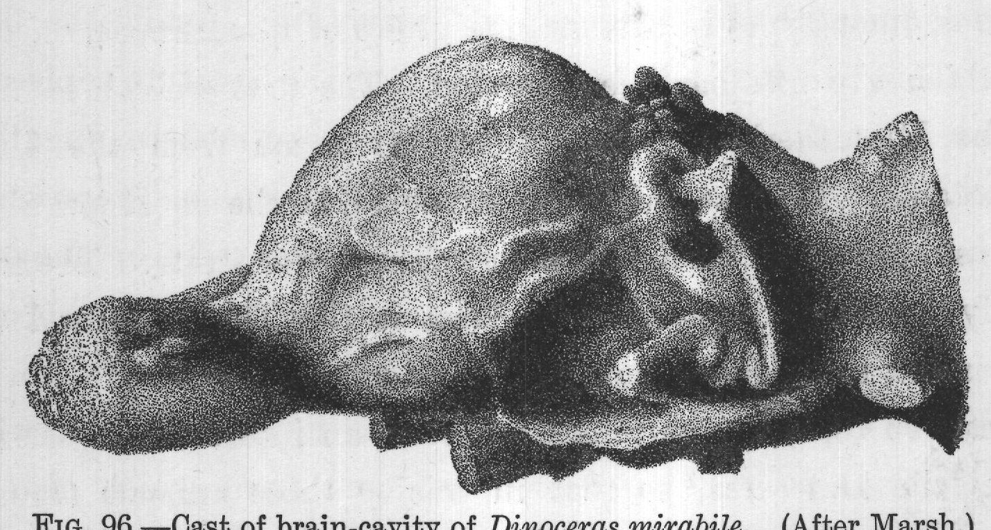 FIG. 96. Cast of brain-cavity of Dinoceras mirabile. (After Marsh.)