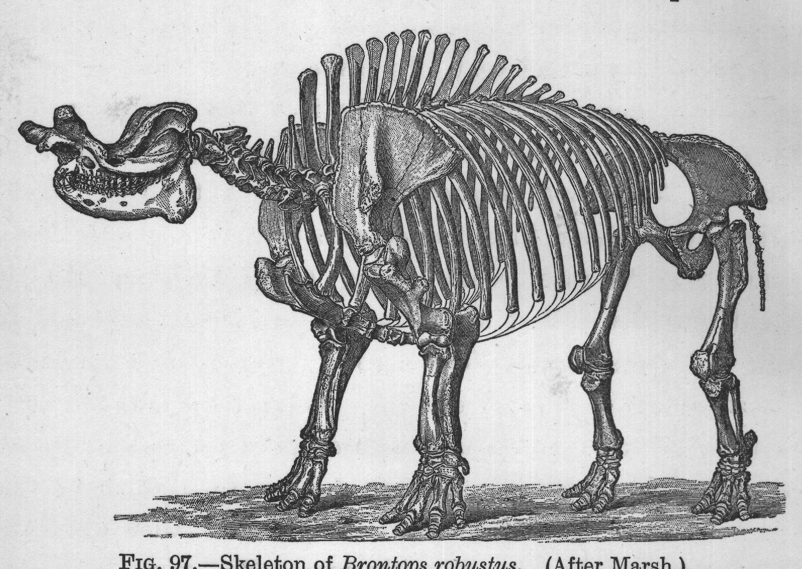 FIG. 97.-Skeleton of Brontops robustus. (After Marsh.)