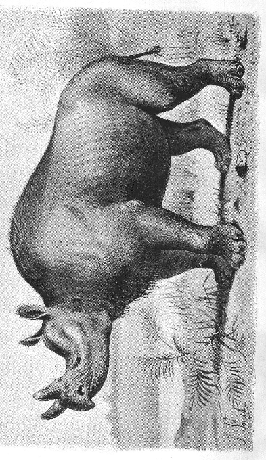 Some Early Mammals and the Story of the Horse: Brontops — from Extinct Monsters and Creatures of Other Days (1900)