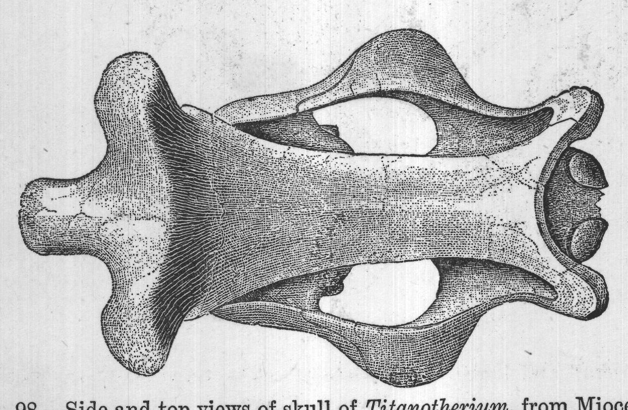 FIG. 98.-Side and top views of skull of Titanotherium, from Miocene