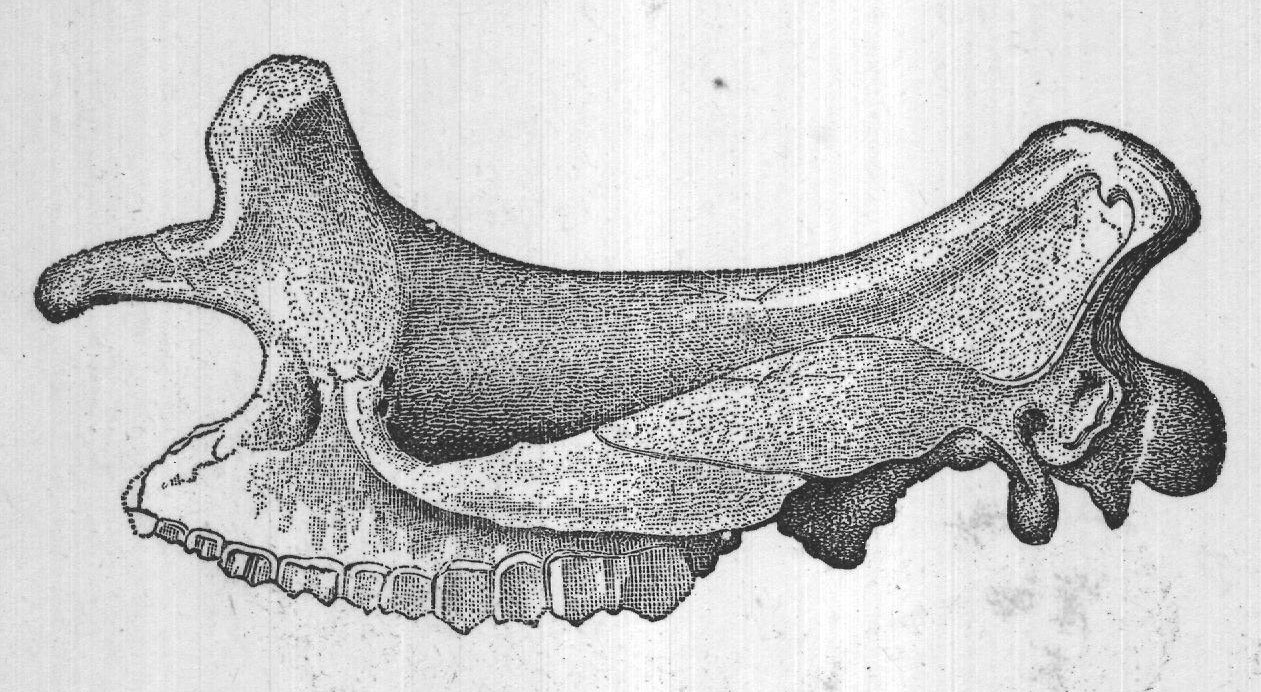 to the front limbs, and three to the hind limbs. Its skull was of