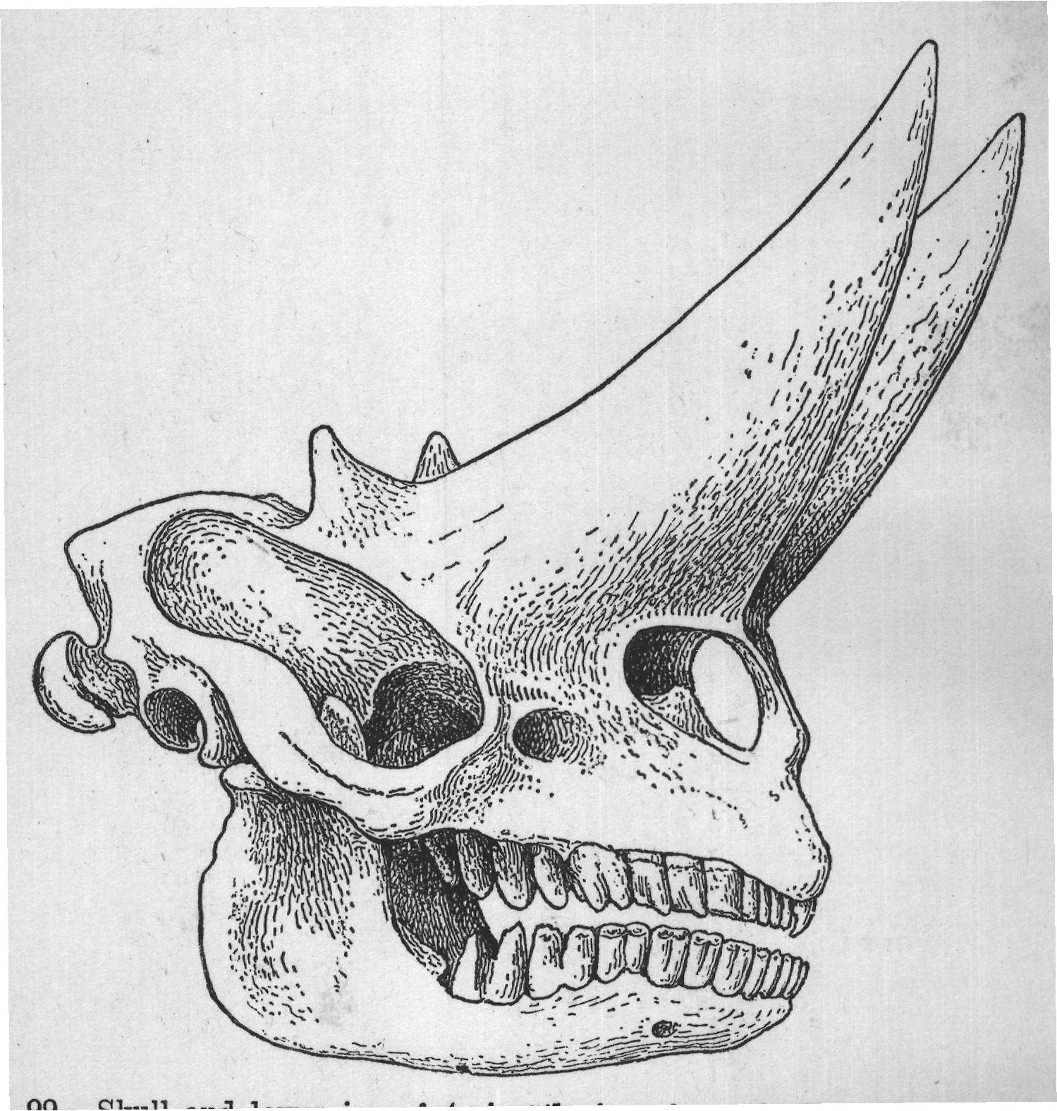 FIG. 99.-Skull and lower jaw of Arsinoëtherium, from the Upper Eocene of the