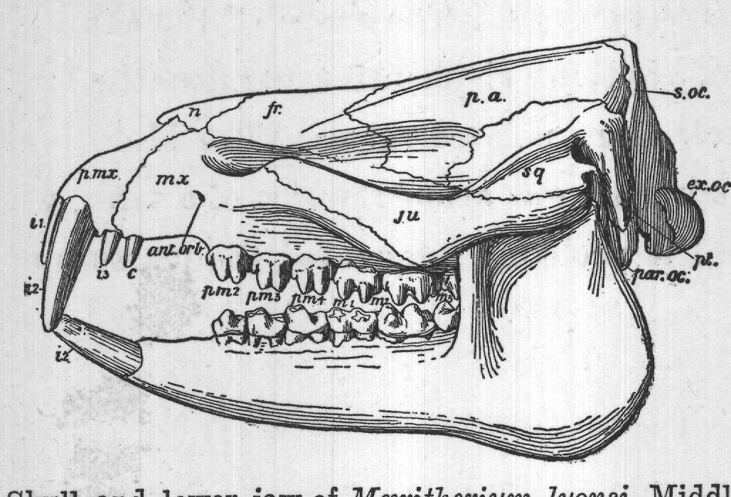 FIG. 100.-Skull and lower jaw of Maritherium lyonsi, Middle Eocene of the