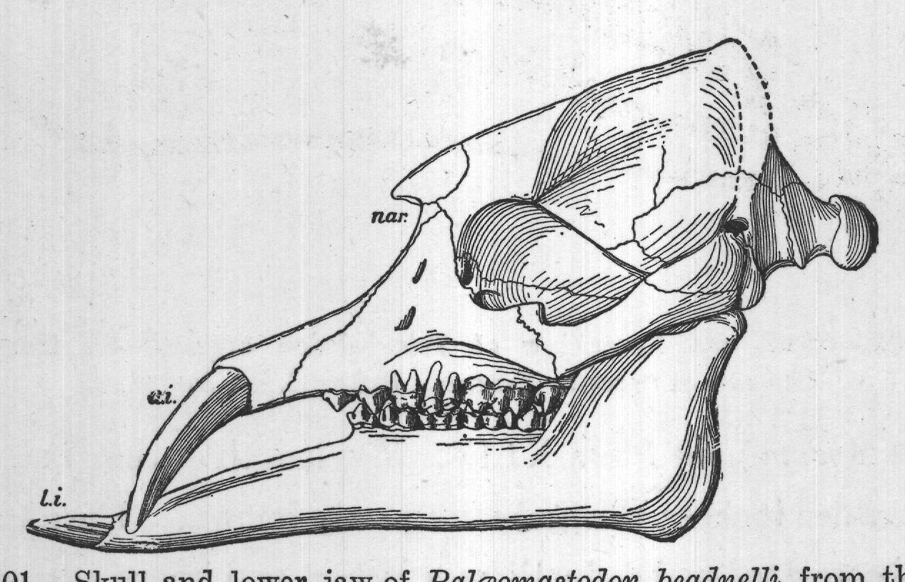 FIG. 101. Skull and lower jaw of Palæomastodon beadnelli, from the Upper