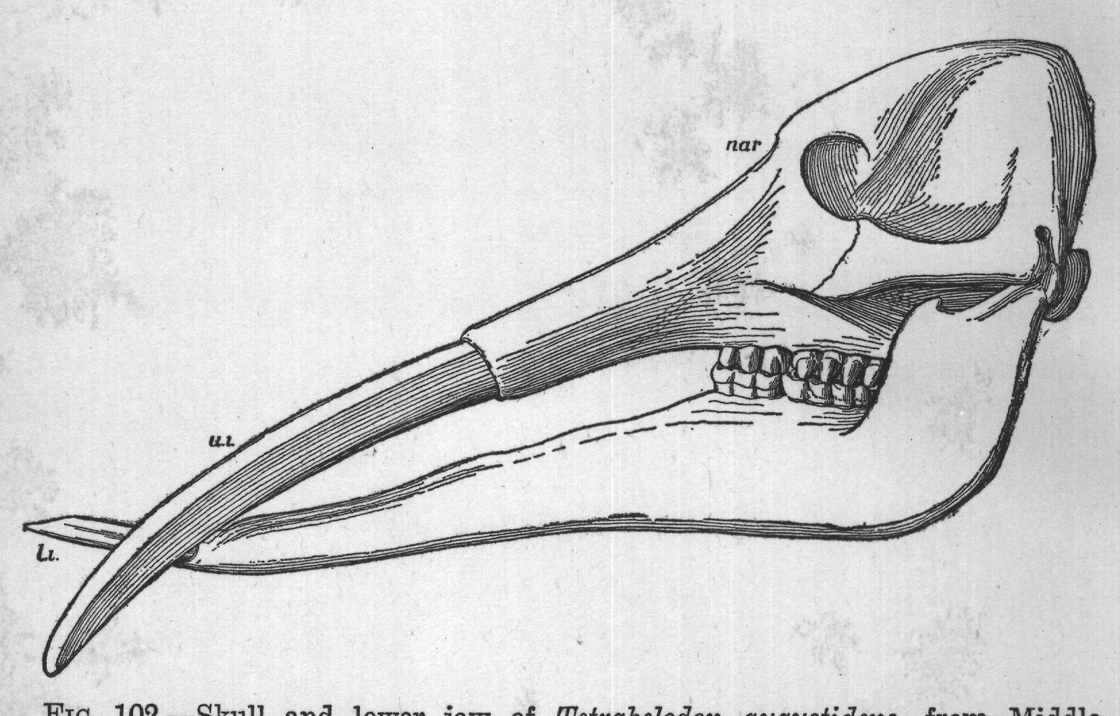FIG. 102. Skull and lower jaw of Tetrabelodon augustidens, from Middle