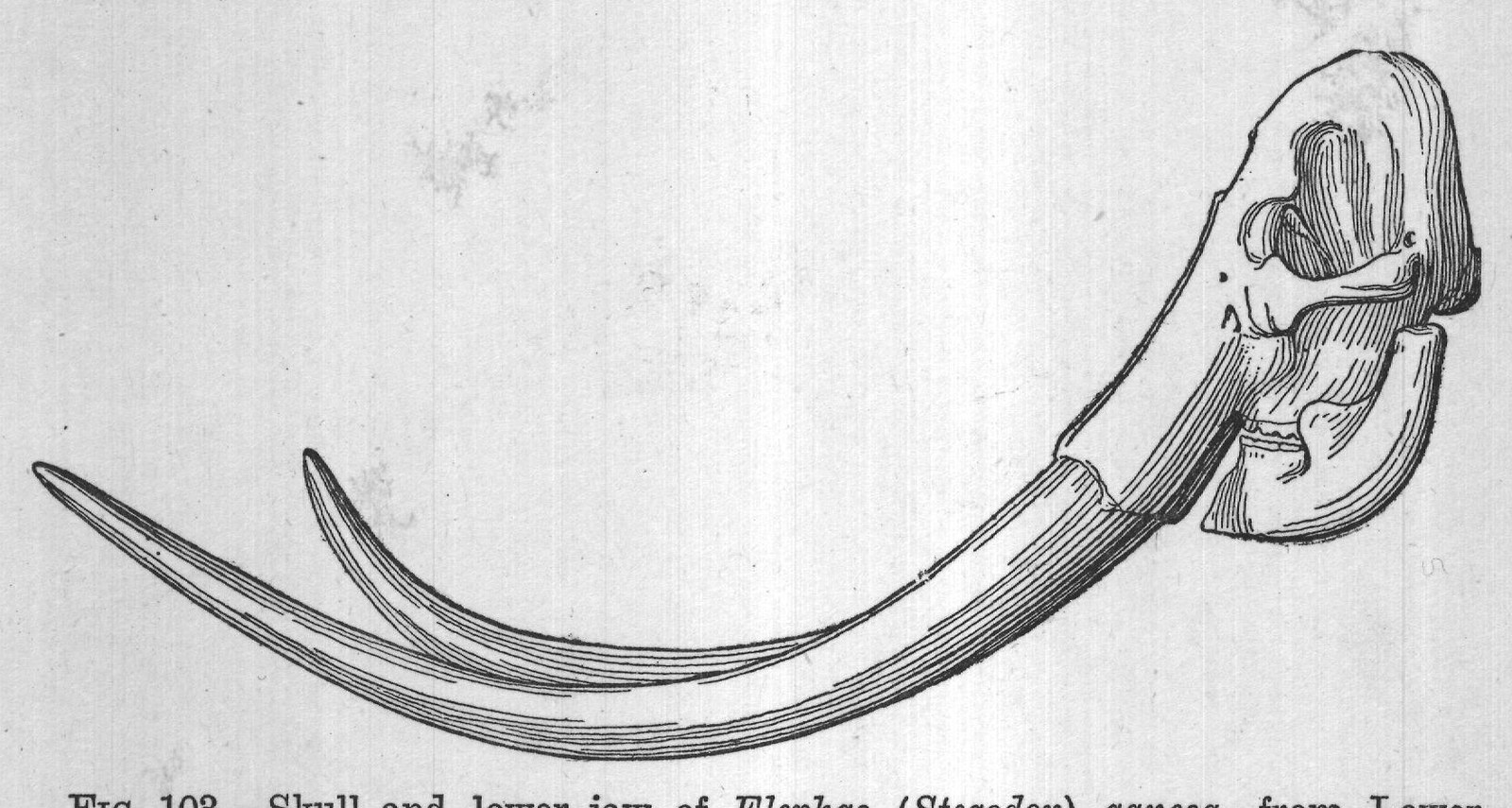 FIG. 103.-Skull and lower jaw of Elephas (Stegodon) ganesa, from Lower