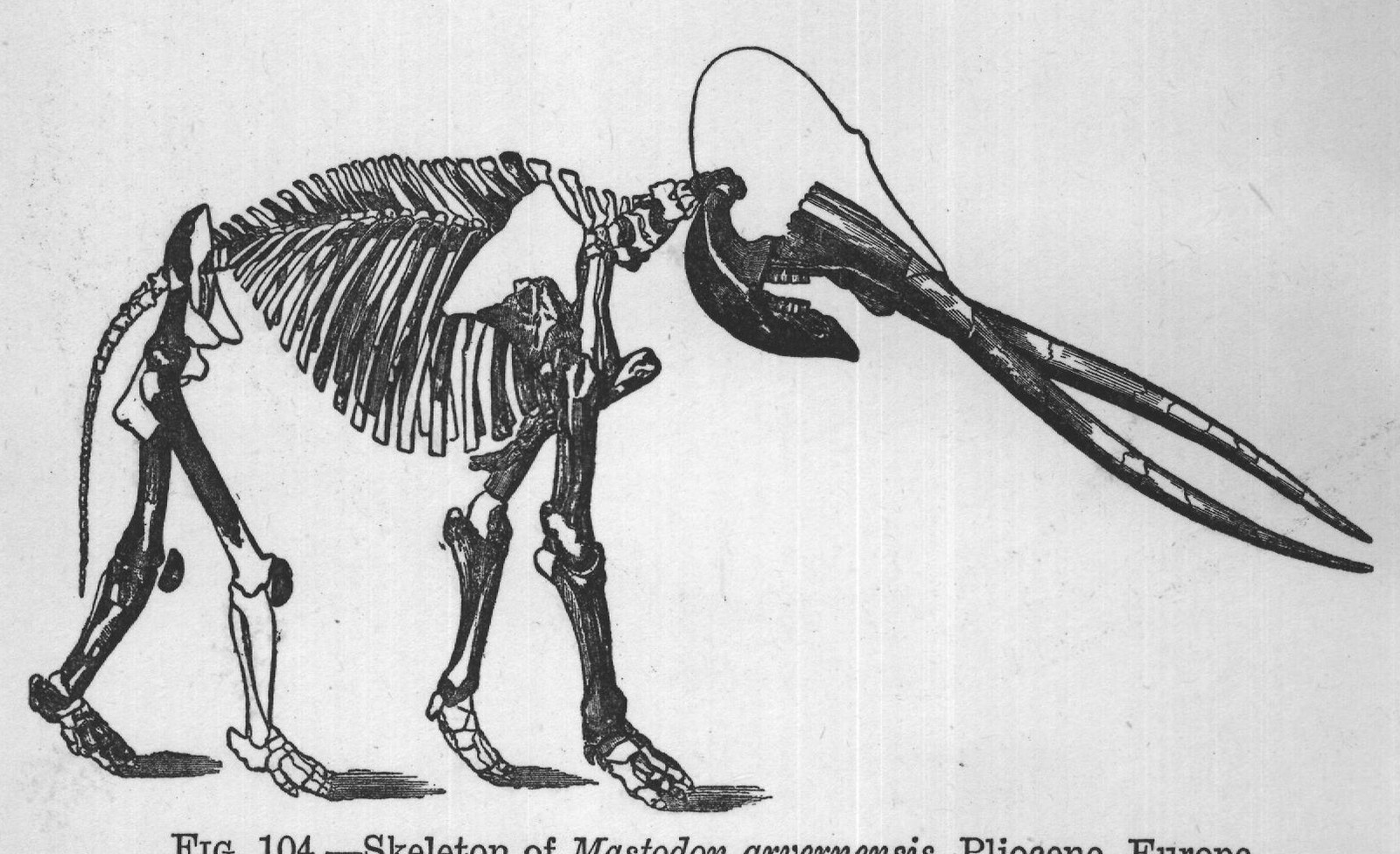 FIG. 104. Skeleton of Mastodon arvernensis, Pliocene, Europe.