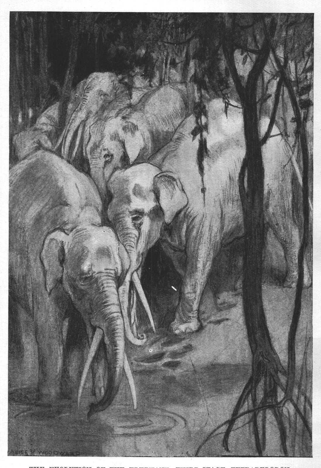 THE EVOLUTION OF THE ELEPHANT, THIRD STAGE, TETRABELODON.