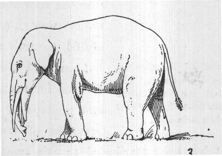 The Story of the Elephants: Andrews — from Extinct Monsters and Creatures of Other Days (1900)