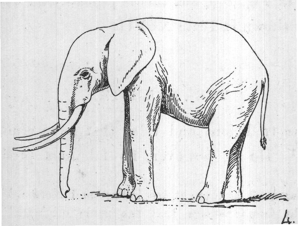 FIG. 105.-Evolution of the Elephant.