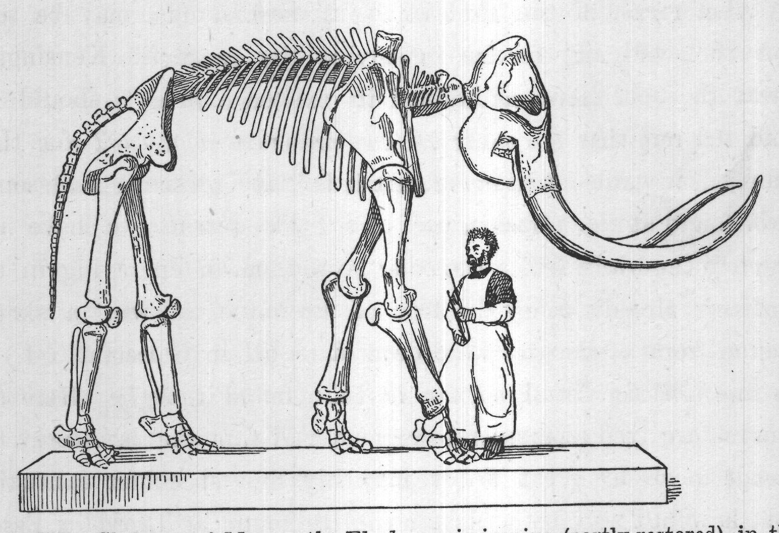 FIG. 107. Skeleton of Mammoth, Elephas primigenius (partly restored), in the
