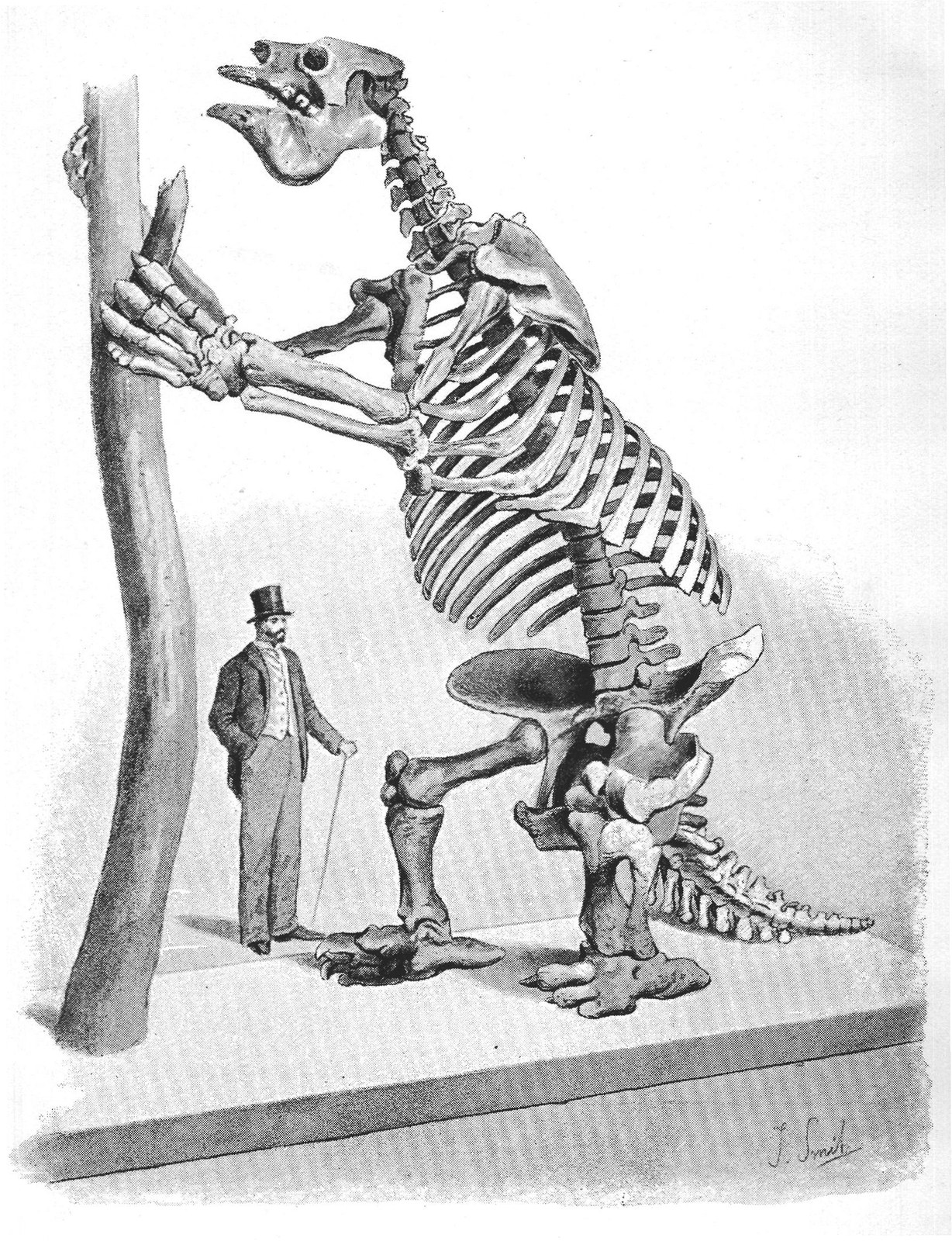 CAST OF A SKELETON OF MEGATHERIUM AMERICANUM,