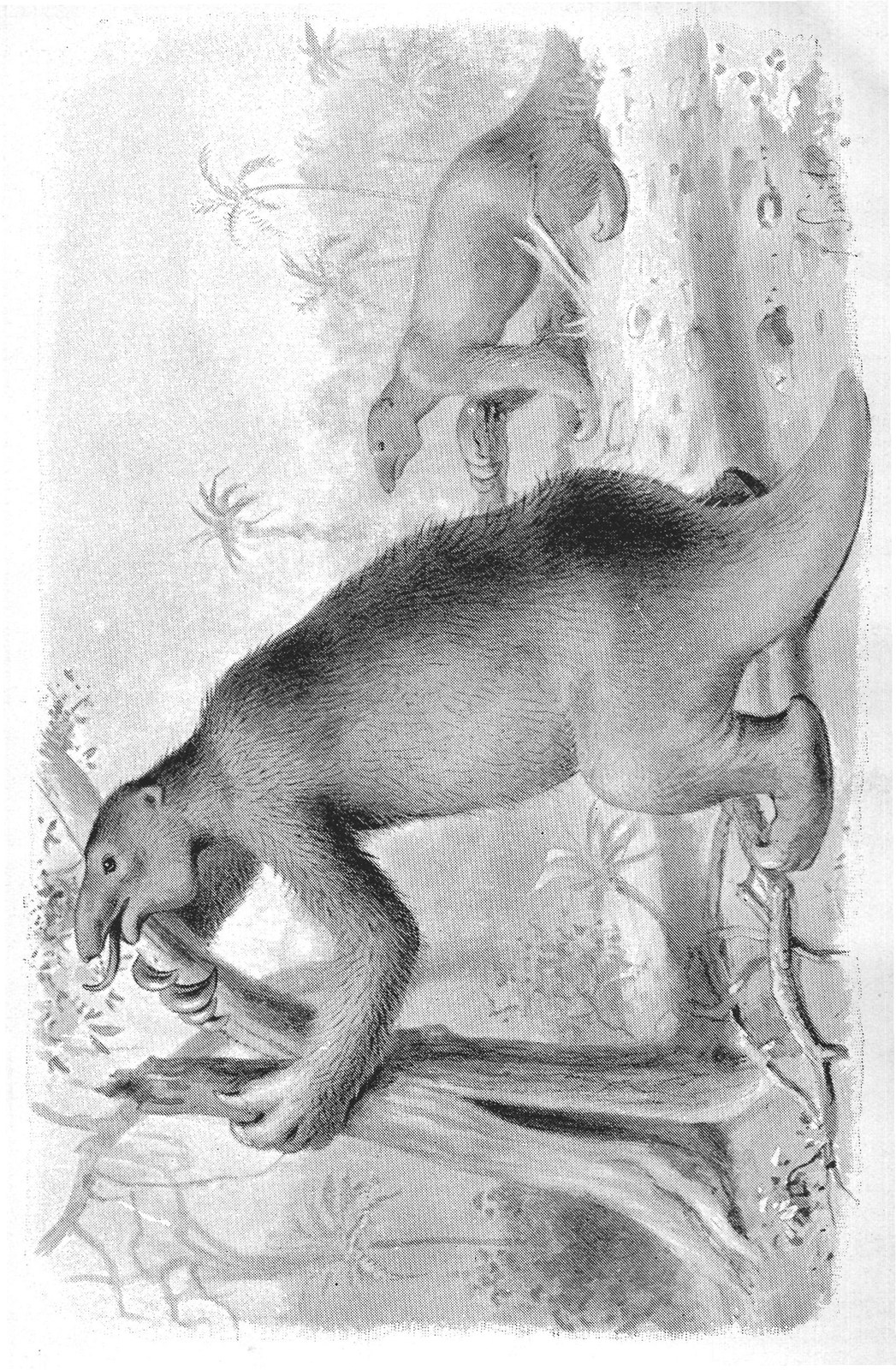 Giant Sloths and Armadillos: Megatherium — from Extinct Monsters and Creatures of Other Days (1900)