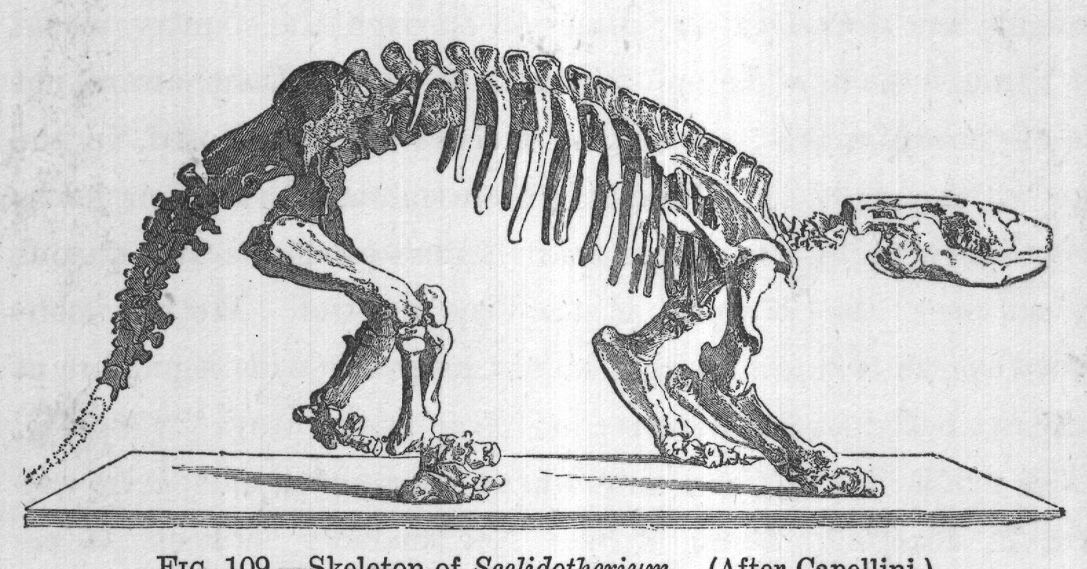FIG. 109. Skeleton of Scelidotherium. (After Capellini.)