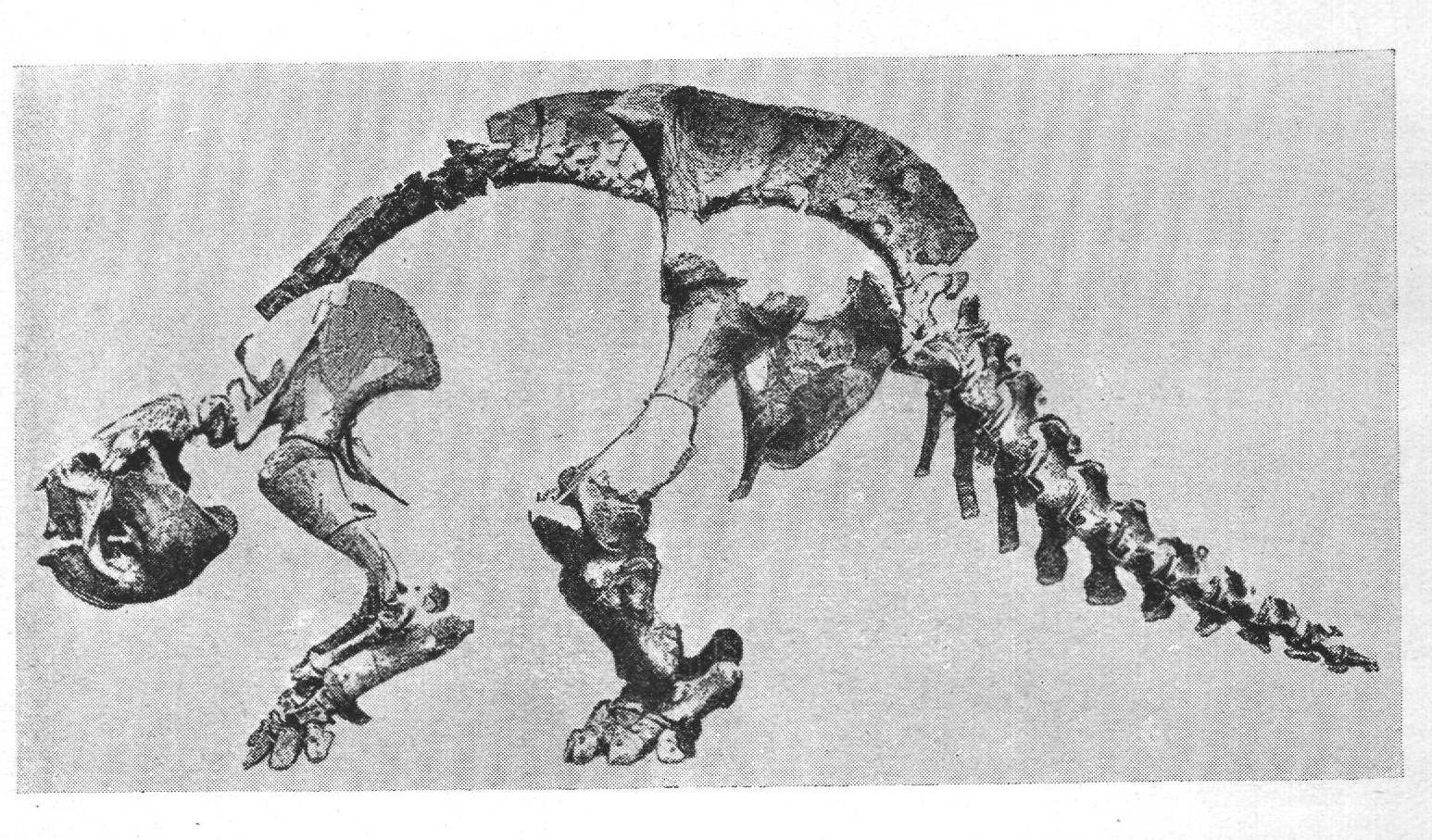 SKELETON OF GLYPTODON CLAVIPES (IMMATURE, WITHOUT CARAPACE).