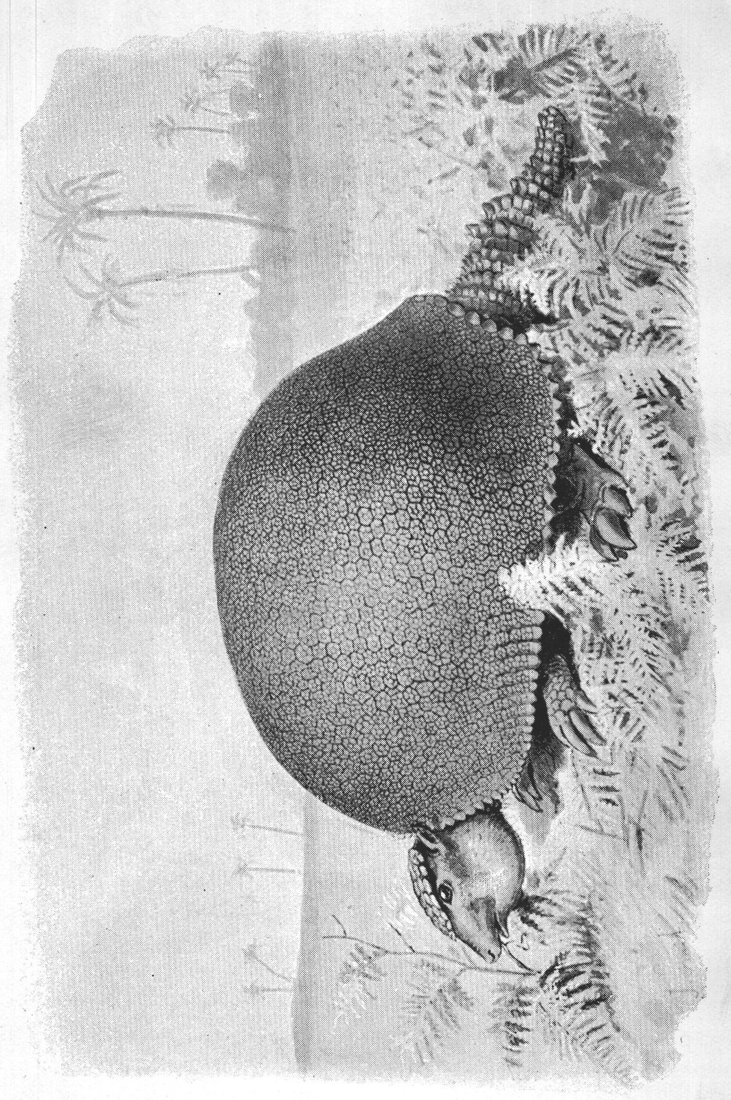 Giant Sloths and Armadillos: Buenos — from Extinct Monsters and Creatures of Other Days (1900)