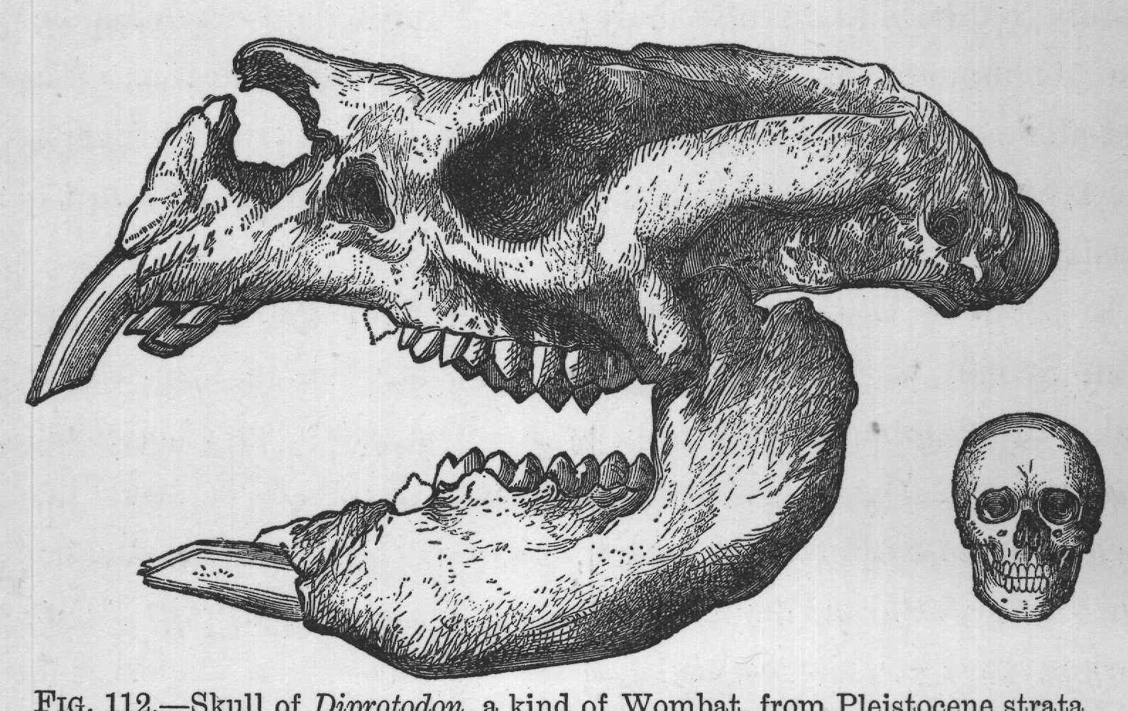 FIG. 112. Skull of Diprotodon, a kind of Wombat, from Pleistocene strata,