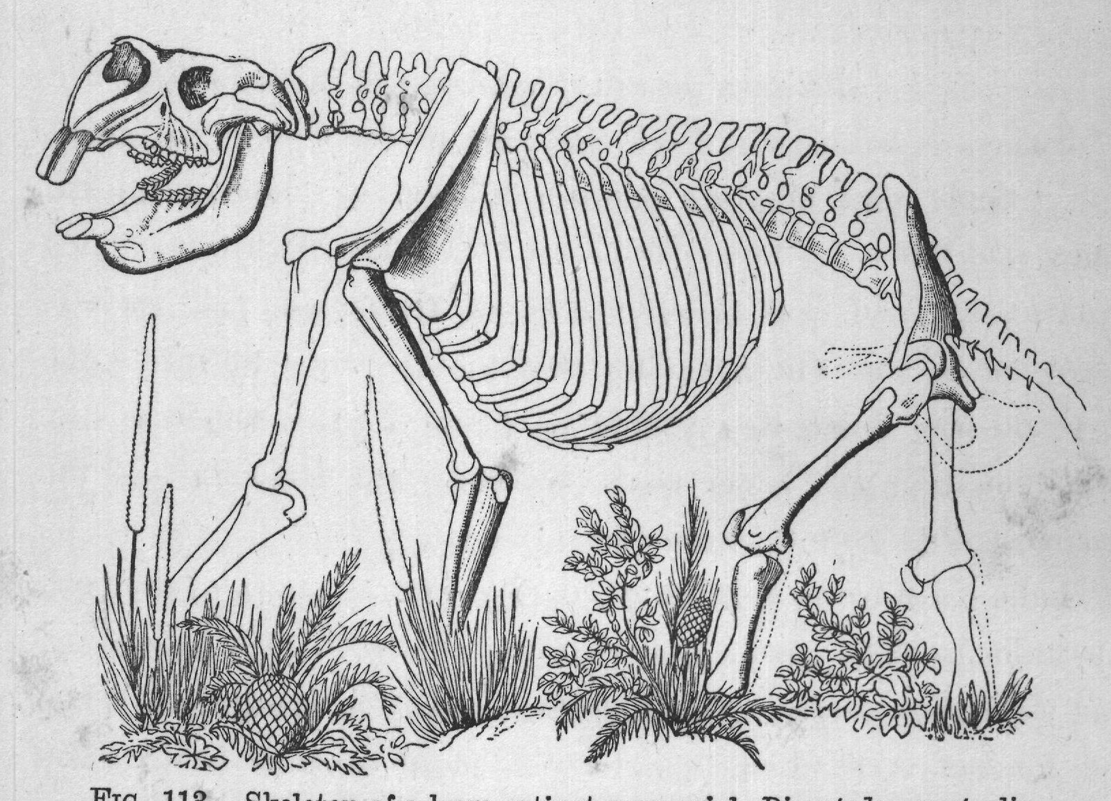 FIG. 113. Skeleton of a huge extinct marsupial, Diprotodon australis.