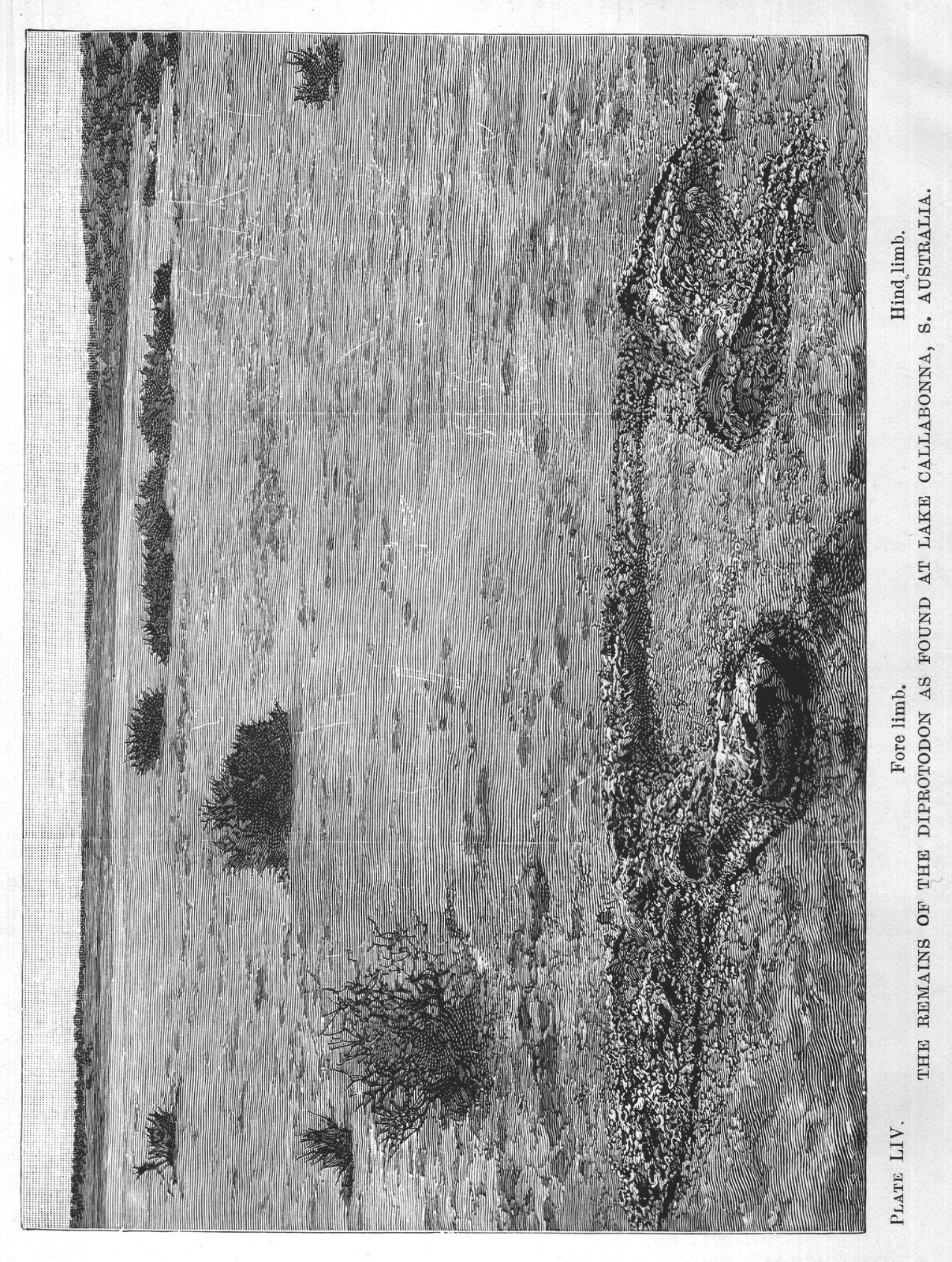 Extinct Whales and Wombats: Diprotodon — from Extinct Monsters and Creatures of Other Days (1900)