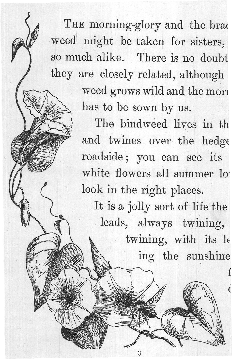 THE FLOWER.