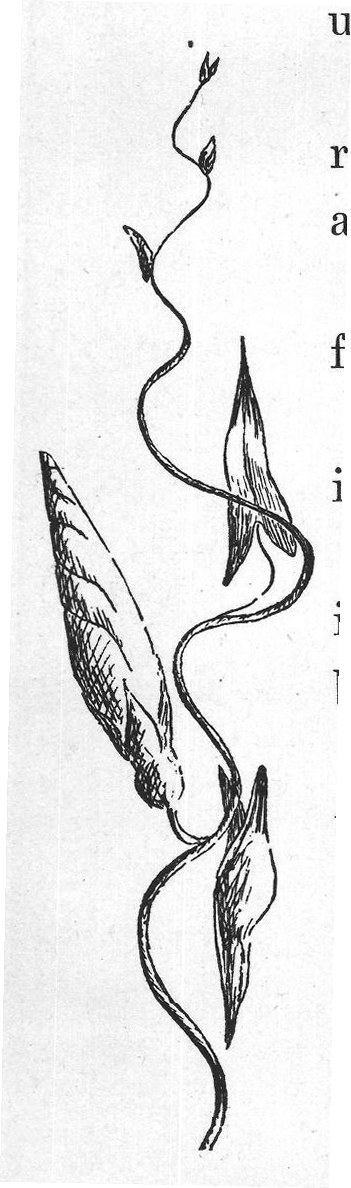 the long hairs of their bodies.