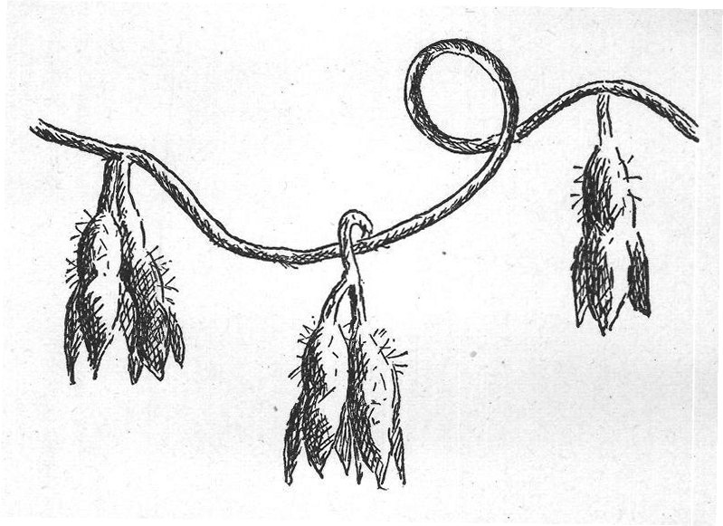Morning-Glory Stories (Morning-glory glowed) — from Flowers and Their Friends (1897)