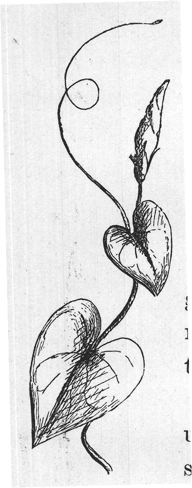 stigma stands above the anthers.