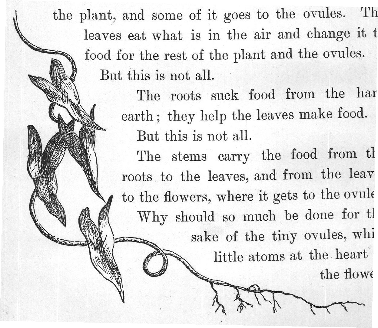 The leaves work day and night to make food for