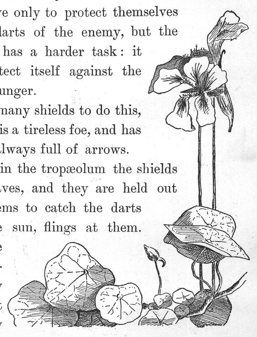 tropæolum has many.