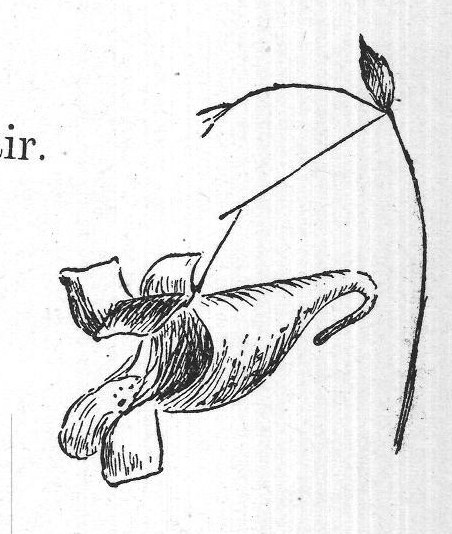 A Dainty Cave — from Flowers and Their Friends (1897)