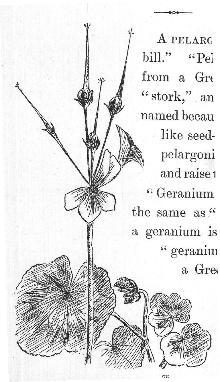THE PELARGONIUMS.