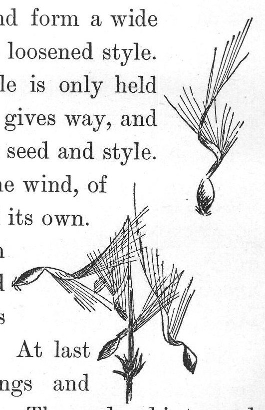 feather rests on the ground. The seed end is towards