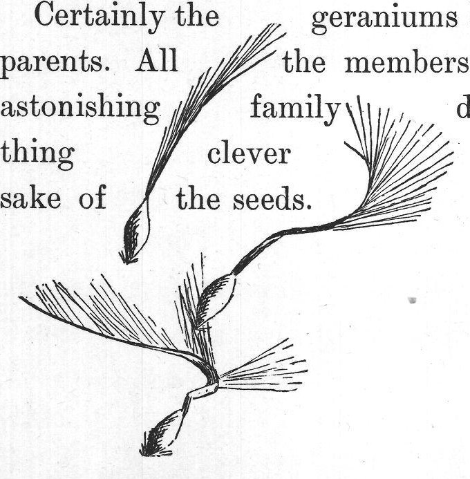 geraniums are good