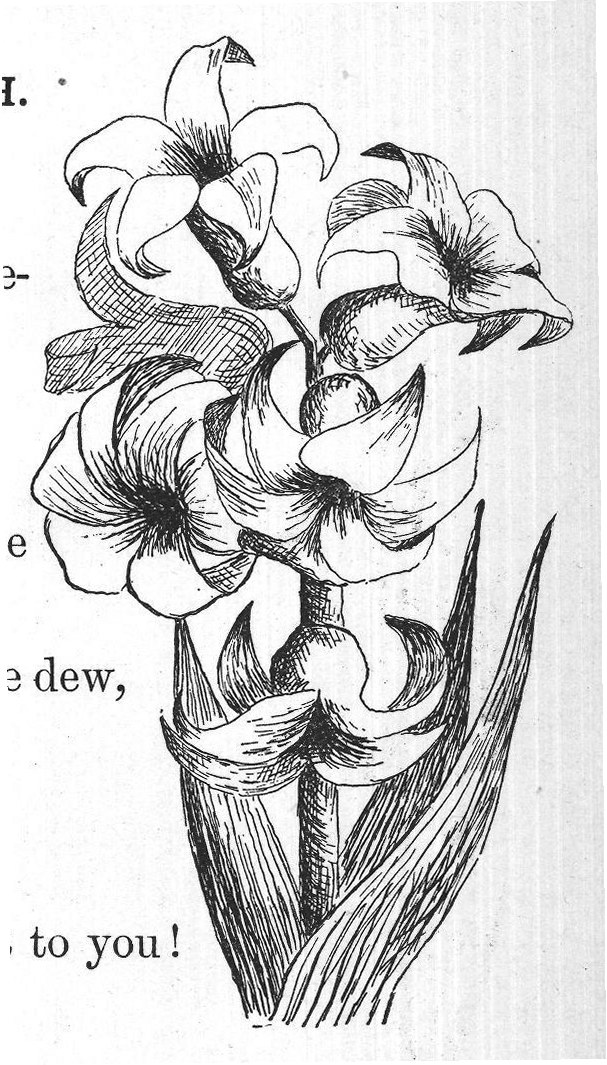 The Hyacinth — from Flowers and Their Friends (1897)