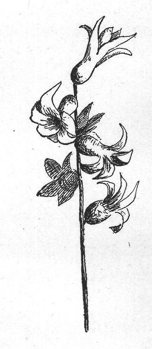"Scape" means "sceptre," the sign of kings.