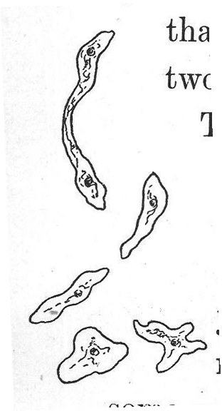 some say it is an animal.