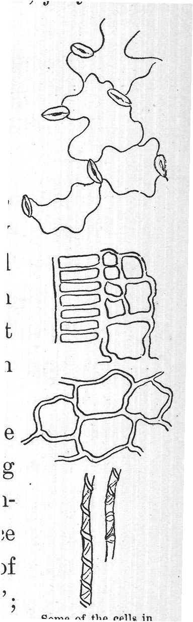 Some of the cells in