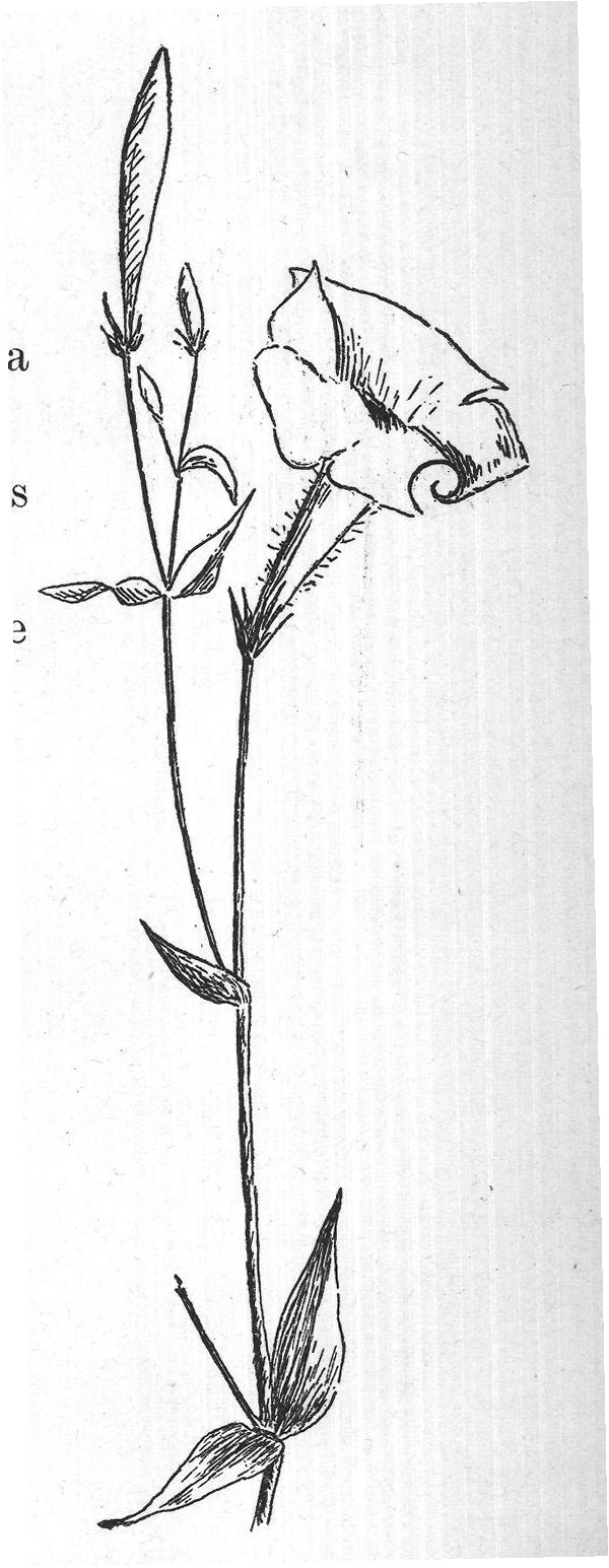 The Pollen — from Flowers and Their Friends (1897)