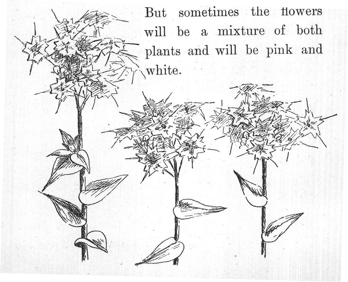 But sometimes the flowers