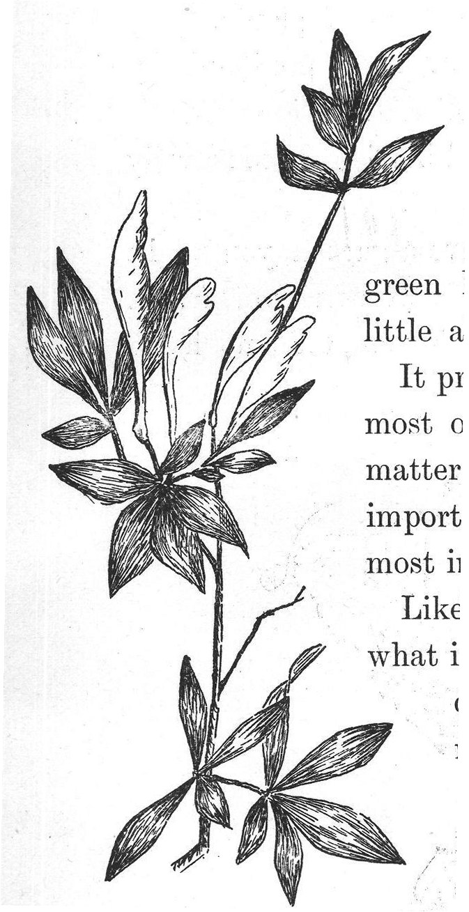 of green leaf through the microscope we are sur-