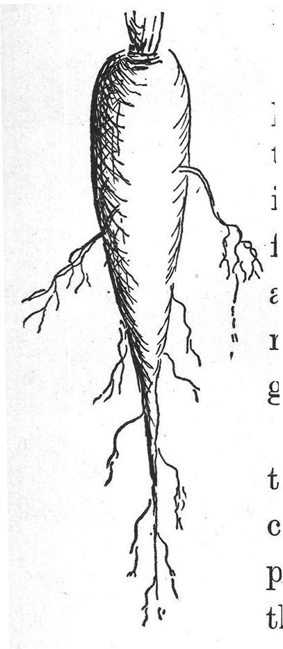 We are talking of roots, such as those of the