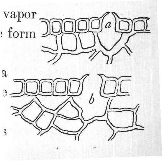 deposited all over the surface of a cool object like a
leaf,