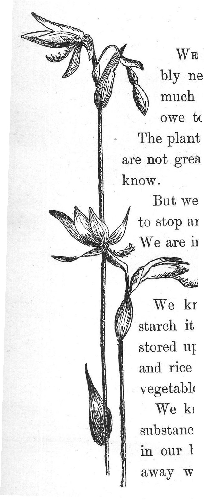 WE AND THE PLANT PEOPLE.
