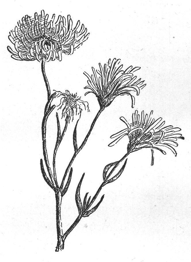 We and the Plant People: Just — from Flowers and Their Friends (1897)
