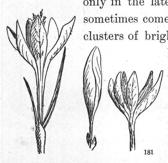 We and the Plant People: Jack-in-the-Pulpit — from Flowers and Their Friends (1897)