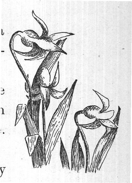 summer, - snowdrops and crocuses and spring beau-