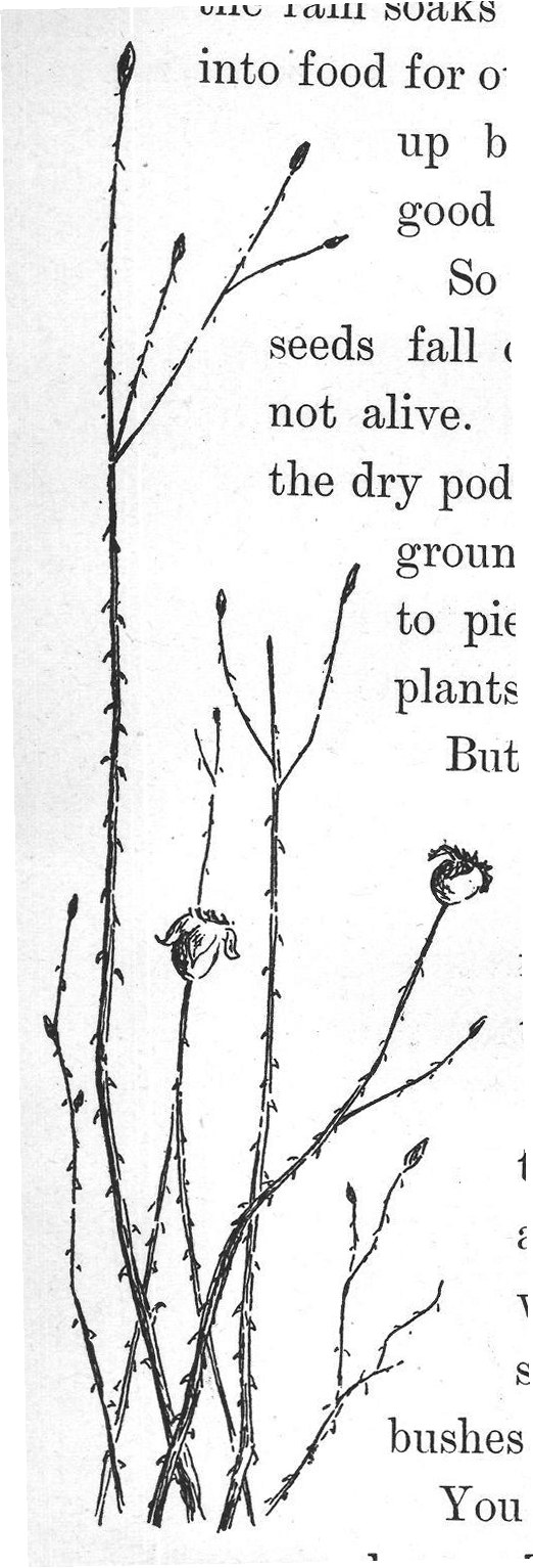 summer long. They store up food in the roots and