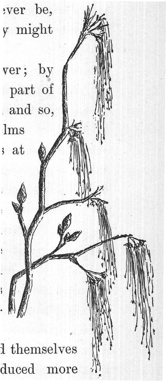 seeds than could by any chance find room in the